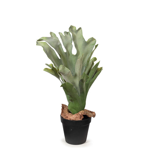 Fern Staghorn Plant Green 43cm Pack of 2