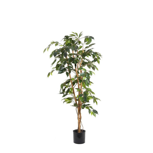 Ficus 120cm