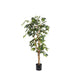 Ficus 120cm
