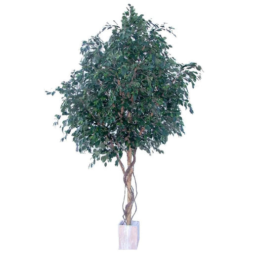 Ficus Exotica Gian Tree 305cm