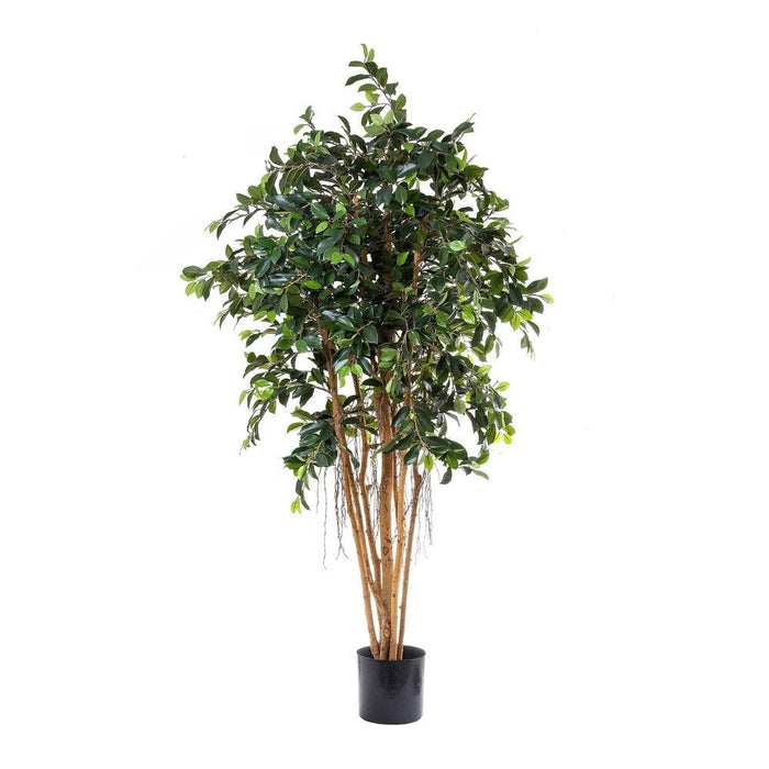 Ficus Retusa 180cm