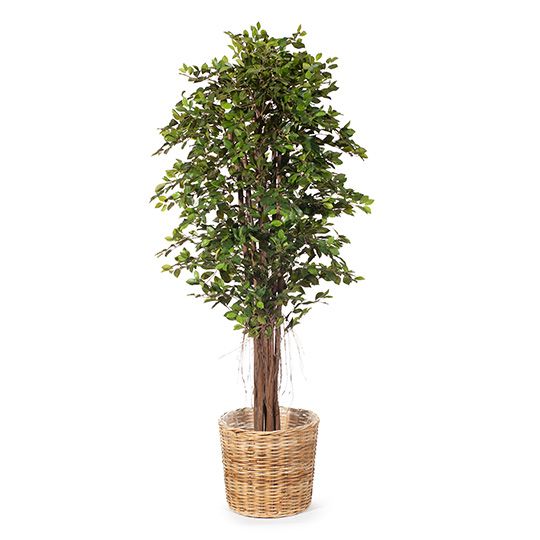 Ficus Tree Green 213cm Pack of 2