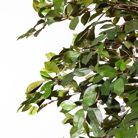 Ficus Tree Green 213cm Pack of 2