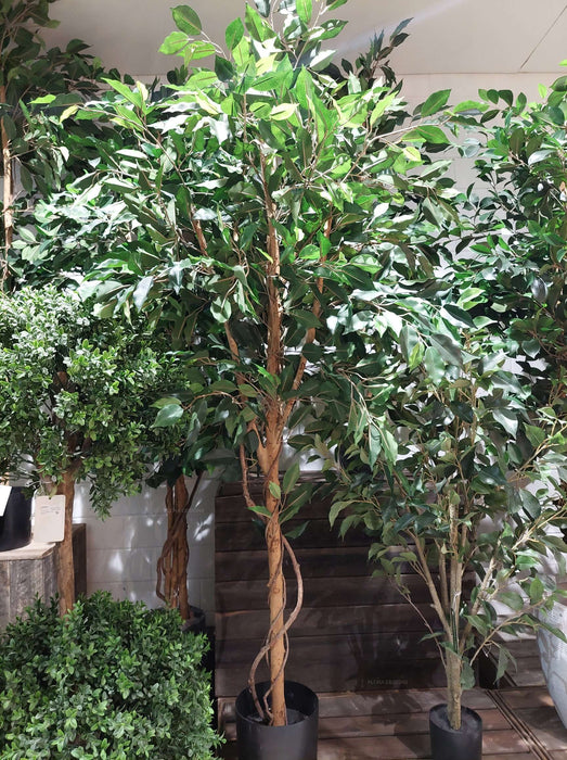 Ficus Vine Tree 180cm