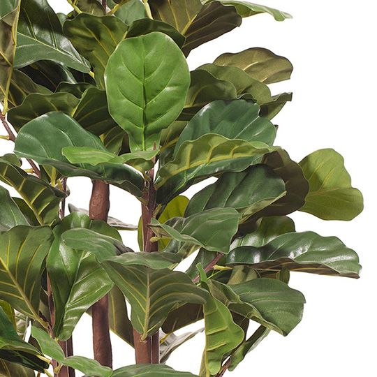 Fiddle Leaf Tree Green A 100cm Pack of 2
