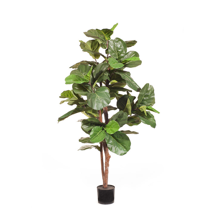 Fiddle Leaf Tree Green 183cm Style A Pack of 2
