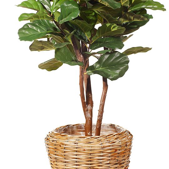 Fiddle Leaf Tree Green 183cm Style B Pack of 2