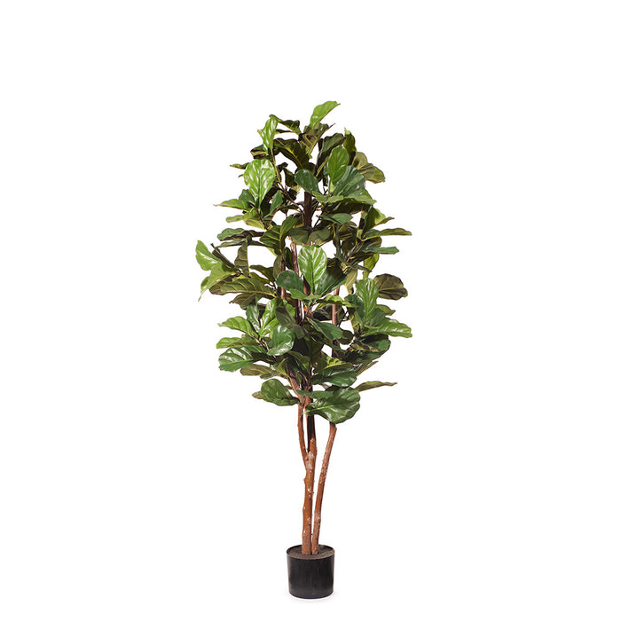 Fiddle Leaf Tree Green 183cm Style B Pack of 2