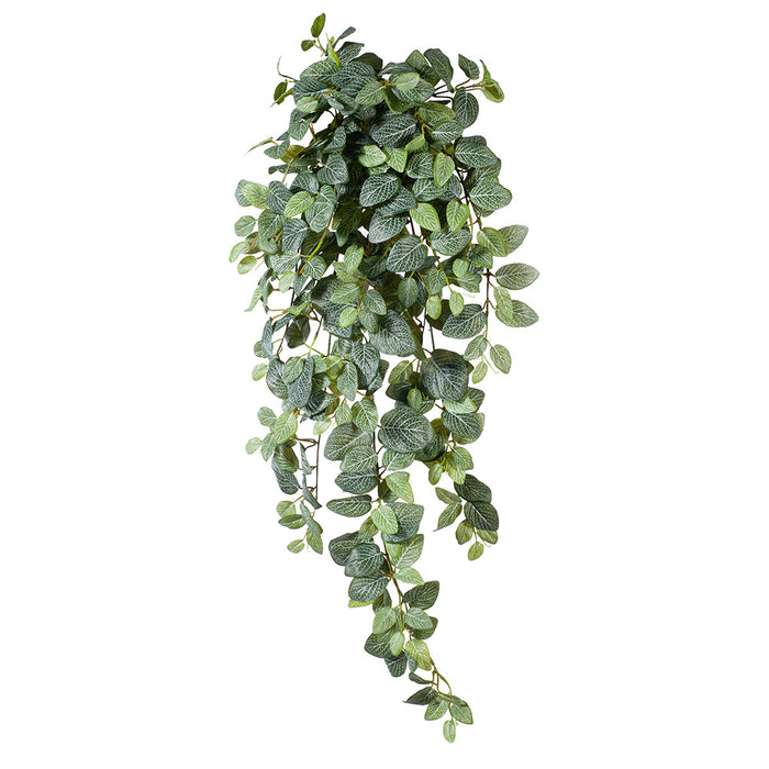 Fittonia Hanging Bush Green 100cm Pack of 6