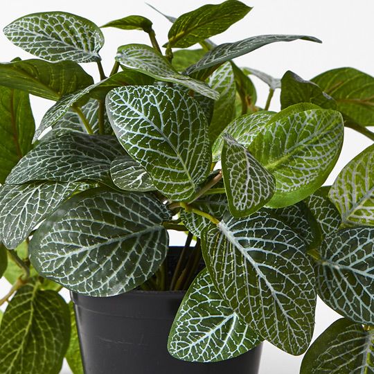 Fittonia Hanging Bush in Pot Green 30cm Pack of 6