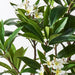 Frangipani Plant 150cm