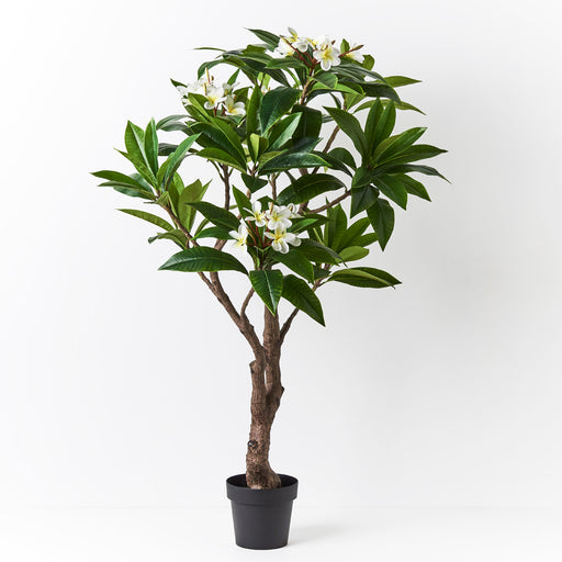 Frangipani Plant 150cm