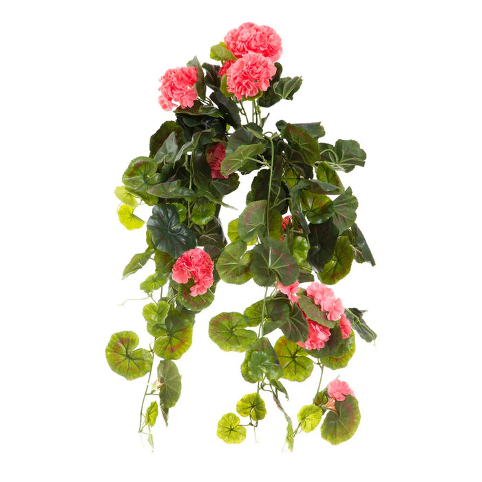 Geranium Peach Bush Trail Hanging with Leaves 60cm Pack of 6