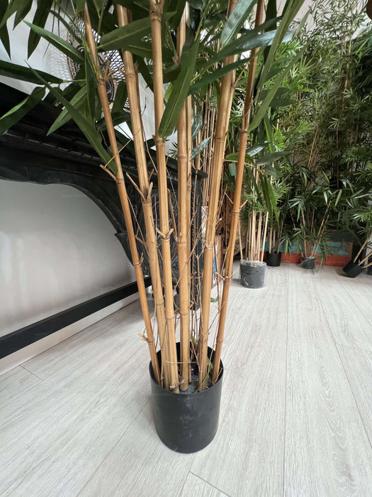 Giant Bamboo Tree 240cm