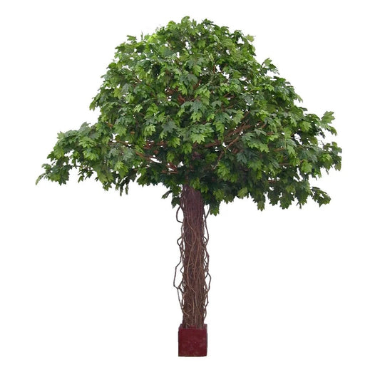 Giant Maple Liana Tree 550cm