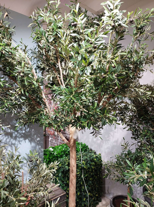 Giant Olive Tree 230cm