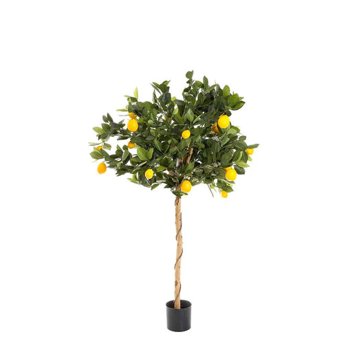 Golden Lemon Tree 90cm