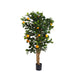 Golden Orange Tree 115cm