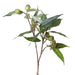 Gumnut Eucalyptus Seed Spray 75cm Green Pack of 12