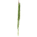 Herb Hanging Bush 90cm Pack of 12