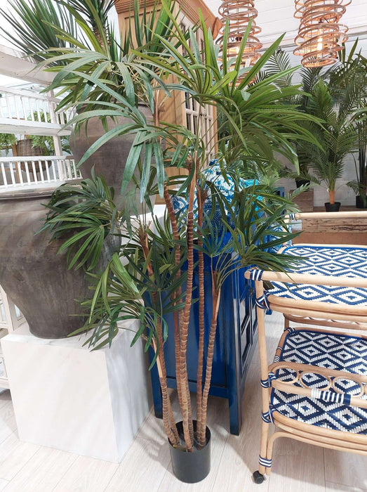 Honey Lady Palm Tree 140cm