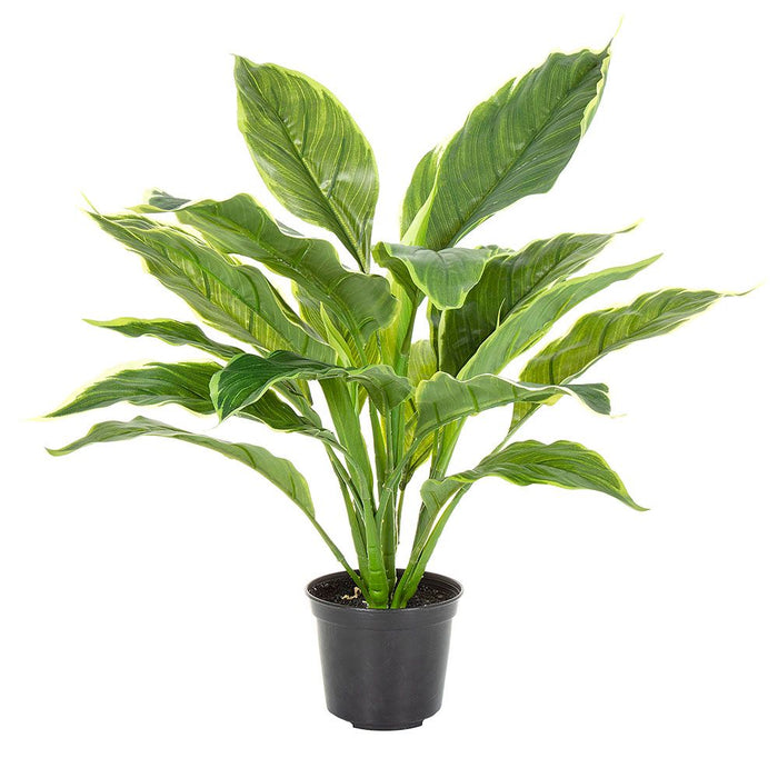 Hosta Plant In Pot Real Touch 42cm Set of 4