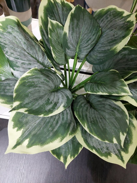 Hosta in Pot Frost Variegated Green 50cm Pack of 4