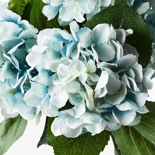 Hydrangea Bush 46cm Cloud Blue Pack of 12