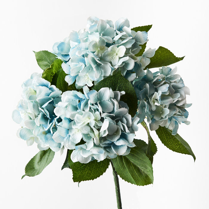 Hydrangea Bush 46cm Cloud Blue Pack of 12