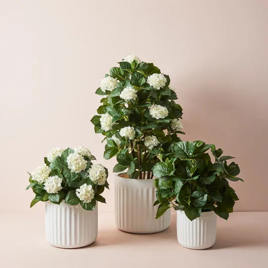 Hydrangea Plant White 120cm Pack of 2
