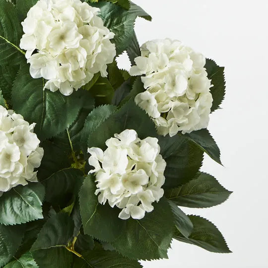 Hydrangea Plant White 60cm Pack of 2