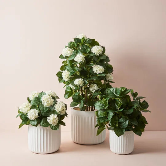 Hydrangea Plant White 60cm Pack of 2