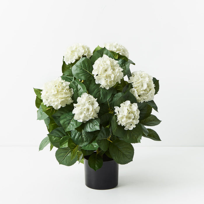 Hydrangea Plant White 60cm Pack of 2