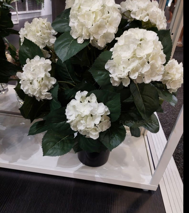 Hydrangea Plant White 60cm Pack of 2