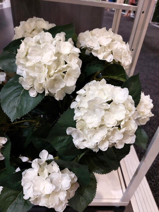 Hydrangea Plant White 60cm Pack of 2