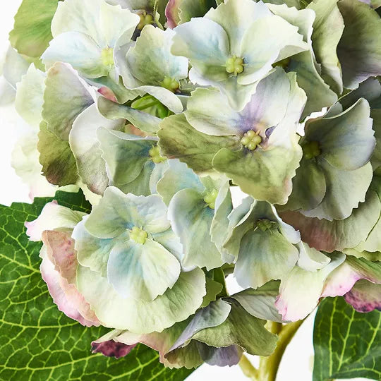 Hydrangea Stem With Leaves 52cm Green Burgundy Pack of 12