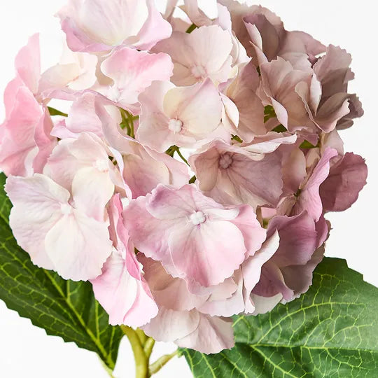 Hydrangea Stem With Leaves 52cm Light Pink Pack of 12