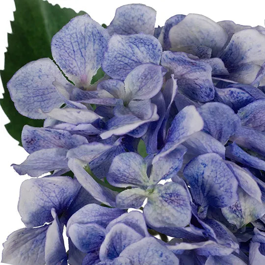 Hydrangea Stem With Leaves 62cm Blue Pack of 12