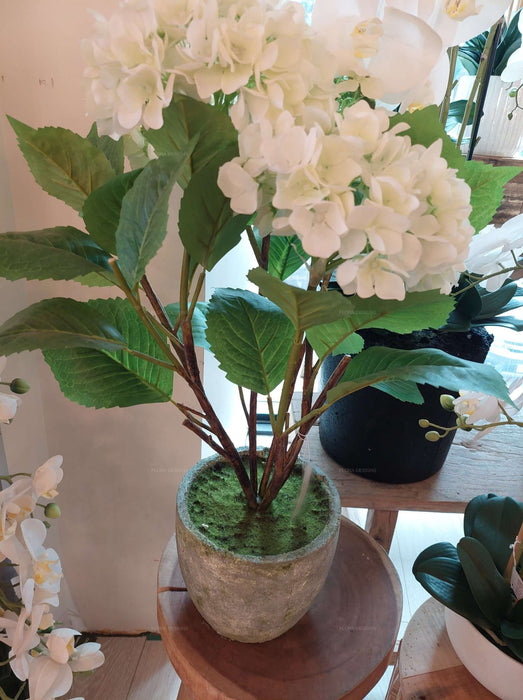 Hydrangea White In Pot 70cm