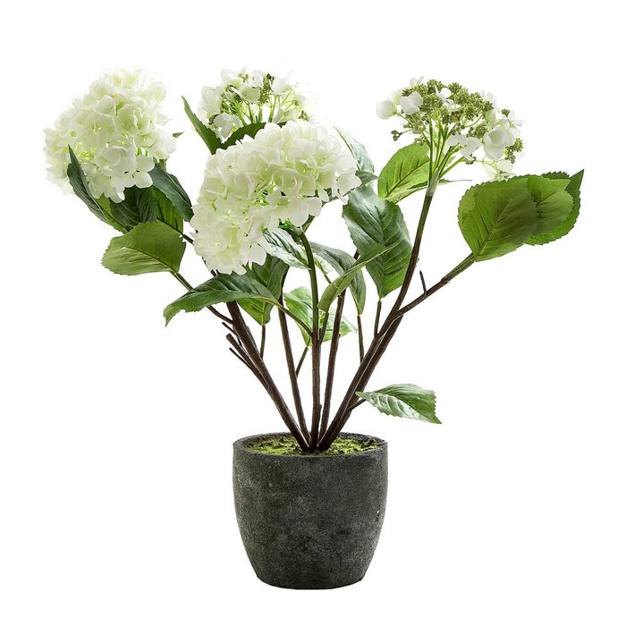 Hydrangea White In Pot 70cm