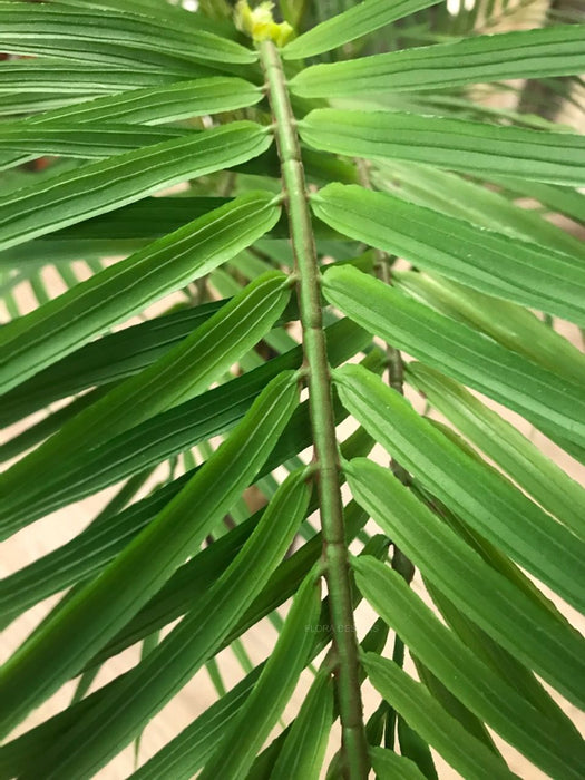 Palm Phoenix Tree Green 210cm Set of 2