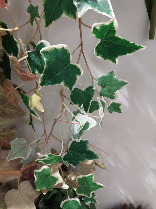 Ivy Leaf Vine 120cm Pack of 12