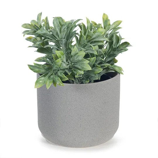 Jade Bush in Pot Grey Green 18cm Pack of 6