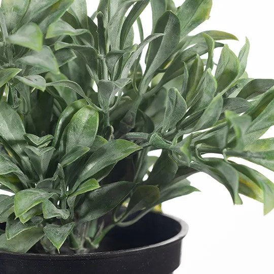 Jade Bush in Pot Grey Green 18cm Pack of 6