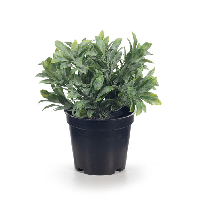 Jade Bush in Pot Grey Green 18cm Pack of 6