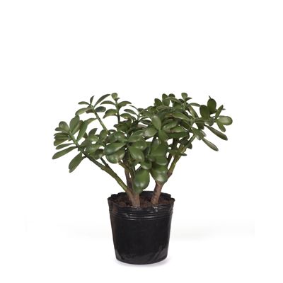Jade Plant Green 36cm Set of 2