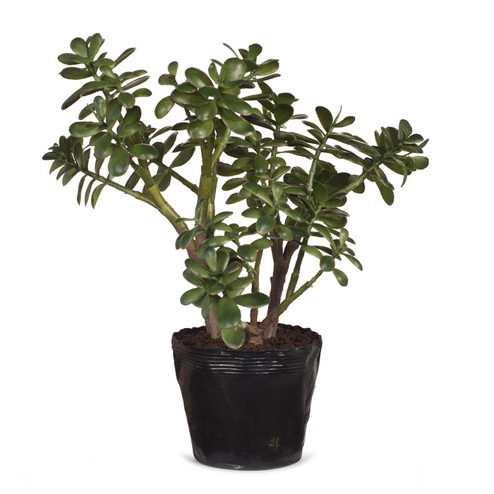 Jade Plant Green 55cm