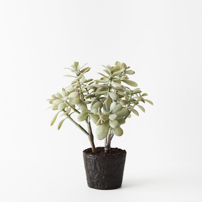 Jade Plant Grey Green 36cm Set of 2