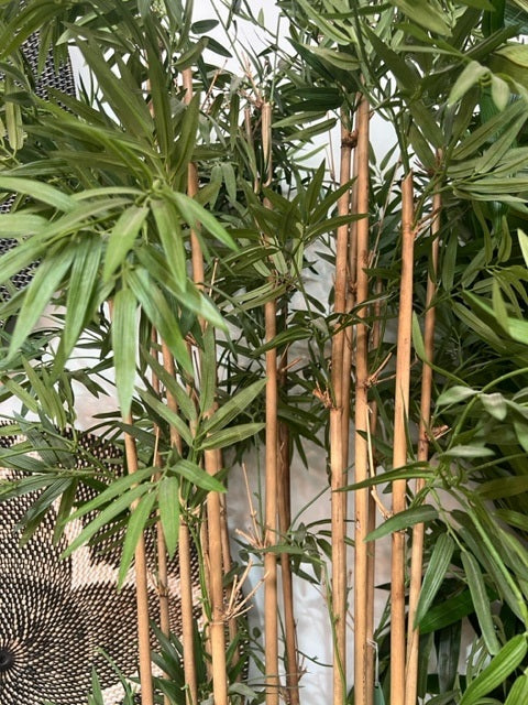 Japanese Bamboo Tree 190cm