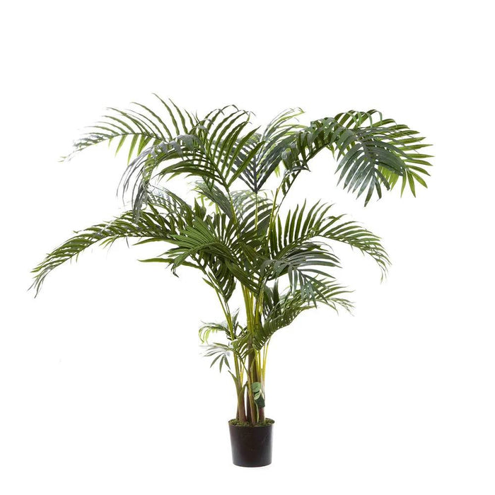 Kentia Palm Tree 150cm